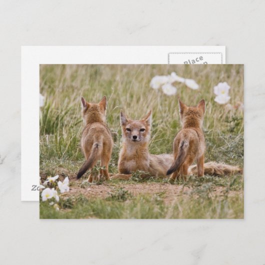 Swift Fox (Vulpes velox) weiblich mit jung bei Postkarte (Vorne/Hinten)