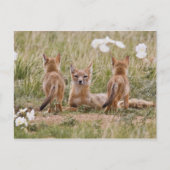 Swift Fox (Vulpes velox) weiblich mit jung bei Postkarte (Vorderseite)