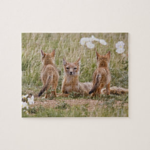 Swift Fox (Vulpes velox) weiblich mit jung bei Puzzle