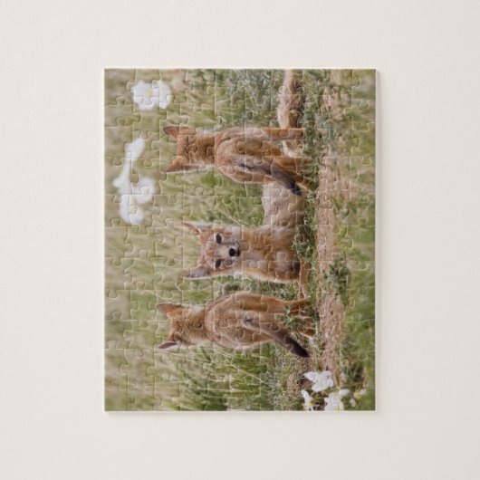 Swift Fox (Vulpes velox) weiblich mit jung bei Puzzle (Vertikal)