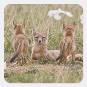 Swift Fox (Vulpes velox) weiblich mit jung bei Quadratischer Aufkleber