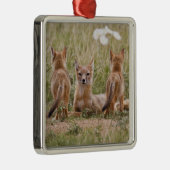 Swift Fox (Vulpes velox) weiblich mit jung bei Silbernes Ornament (Rechts)