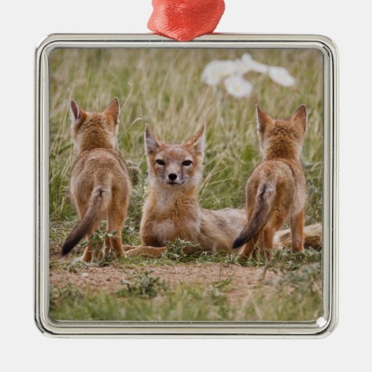 Swift Fox (Vulpes velox) weiblich mit jung bei Silbernes Ornament (Vorne)