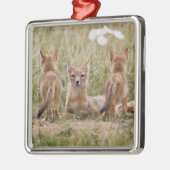 Swift Fox (Vulpes velox) weiblich mit jung bei Silbernes Ornament (Links)