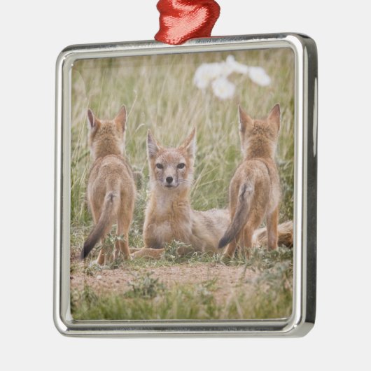 Swift Fox (Vulpes velox) weiblich mit jung bei Silbernes Ornament (Links)