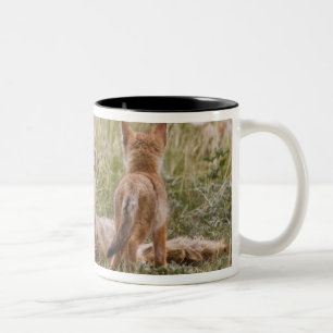 Swift Fox (Vulpes velox) weiblich mit jung bei Zweifarbige Tasse