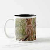 Swift Fox (Vulpes velox) weiblich mit jung bei Zweifarbige Tasse (Links)