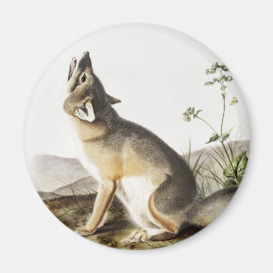 Swift-Fuchs (Vulpes velox) Illustration Magnet