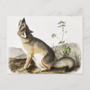 Swift-Fuchs (Vulpes velox) Illustration Postkarte