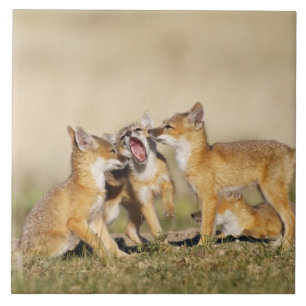 Swiftfuchs (Vulpes macrotis) Jungtier am Bau, Fliese