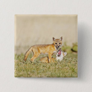 Swiftfuchs (Vulpes macrotis) Jungtiere am Bau, 4 Button
