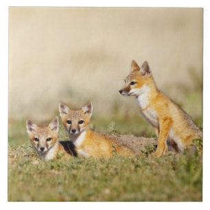 Swiftfuchs (Vulpes macrotis) Jungtiere am Bau, 5 Fliese