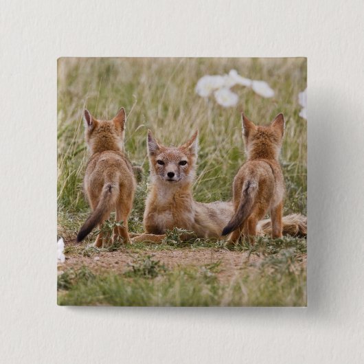 Swiftfuchs (Vulpes velox) Weibchen mit Jungen bei Button (Vorderseite)