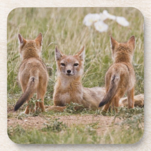 Swiftfuchs (Vulpes velox) Weibchen mit Jungen bei Getränkeuntersetzer