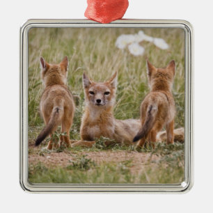 Swiftfuchs (Vulpes velox) Weibchen mit Jungen bei Silbernes Ornament