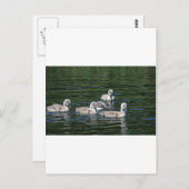 Swim Friends Postkarte (Vorne/Hinten)