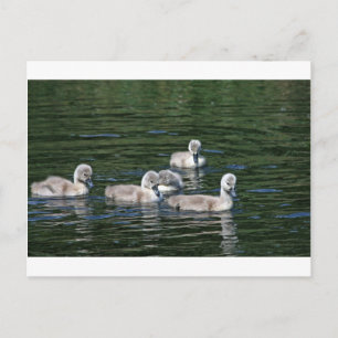 Swim Friends Postkarte
