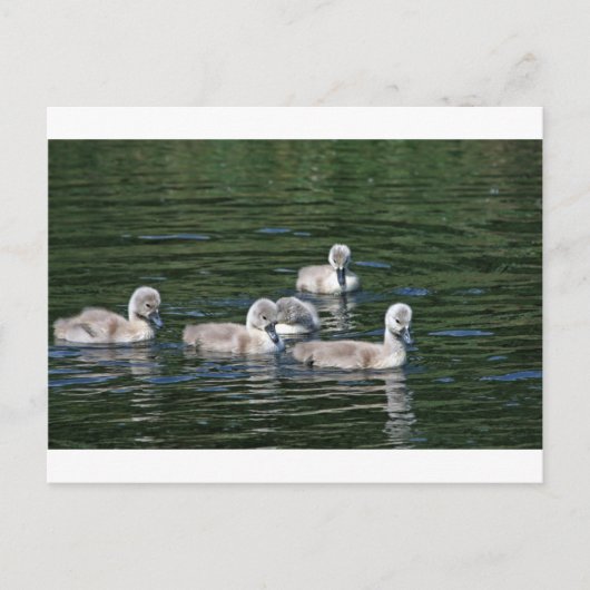 Swim Friends Postkarte (Vorderseite)