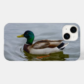 Swim Mallard Swim iPhone Case (Rückseite (Horizontal))
