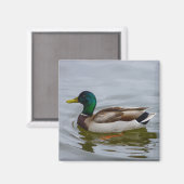 Swim Mallard Swim Magnet (Vorderseite/Rückseite)