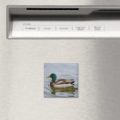 Swim Mallard Swim Magnet (In Situ (Geschirrspüler))