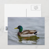 Swim Mallard Swim Postkarte (Vorne/Hinten)