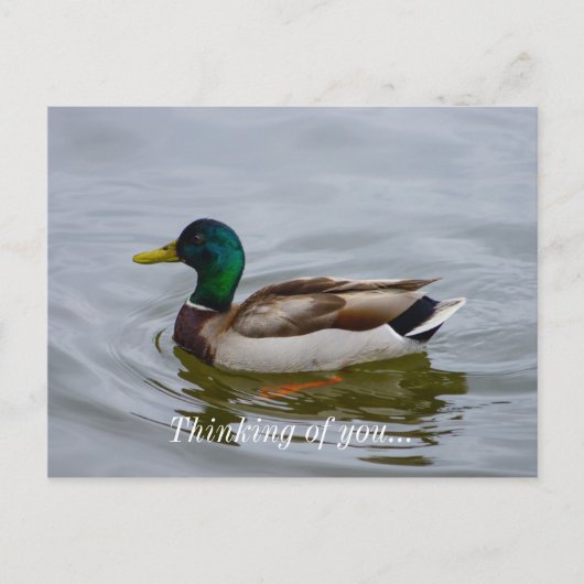 Swim Mallard Swim Postkarte (Vorderseite)
