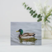 Swim Mallard Swim Postkarte (Stehend Vorderseite)