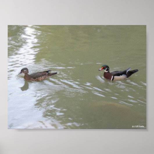Swimming Ducks Poster (Vorne)
