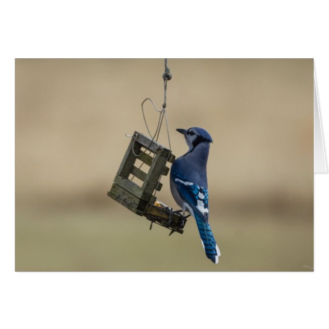 Swinging Blue Jay (Vorderseite (Horizontal))