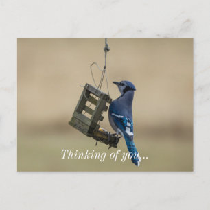 Swinging Blue Jay Denken Sie an Ihre Postkarte