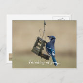 Swinging Blue Jay Denken Sie an Ihre Postkarte (Vorne/Hinten)