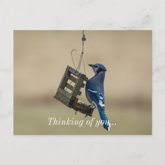 Swinging Blue Jay Denken Sie an Ihre Postkarte (Vorderseite)