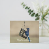 Swinging Blue Jay Denken Sie an Ihre Postkarte (Stehend Vorderseite)