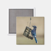 Swinging Blue Jay Magnet (Vorderseite/Rückseite)