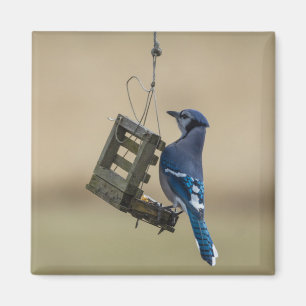 Swinging Blue Jay Magnet