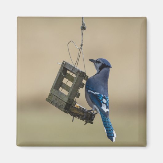 Swinging Blue Jay Magnet (Vorne)