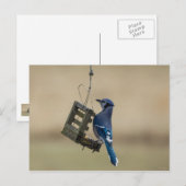 Swinging Blue Jay Postkarte (Vorne/Hinten)