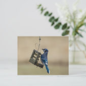 Swinging Blue Jay Postkarte (Stehend Vorderseite)