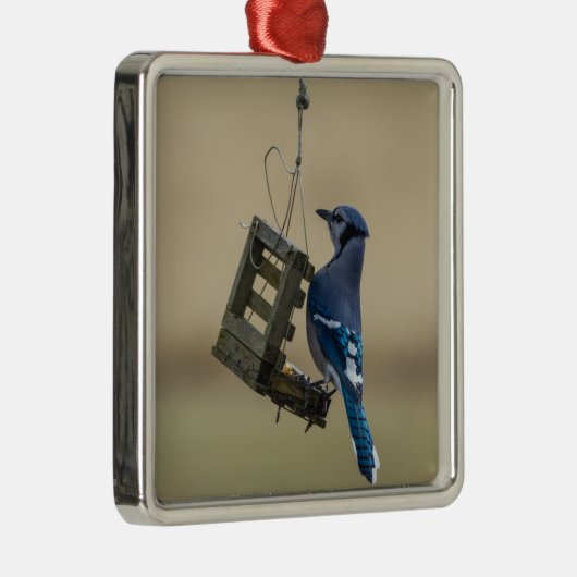 Swinging Blue Jay Silbernes Ornament (Rechts)