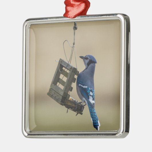 Swinging Blue Jay Silbernes Ornament (Links)