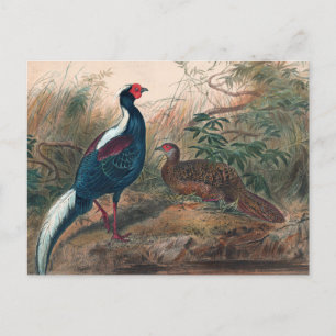 Swinhoe's Pheasant von Joseph Wolf Postkarte