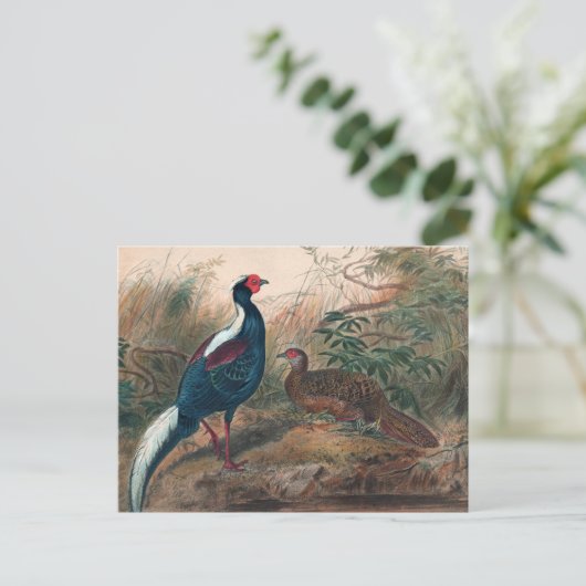 Swinhoe's Pheasant von Joseph Wolf Postkarte (Stehend Vorderseite)