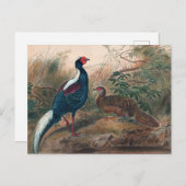 Swinhoe's Pheasant von Joseph Wolf Postkarte (Vorne/Hinten)