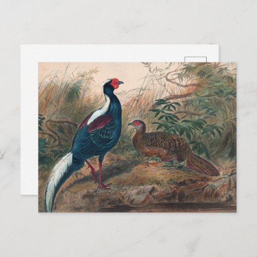 Swinhoe's Pheasant von Joseph Wolf Postkarte (Vorne/Hinten)