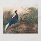 Swinhoe's Pheasant von Joseph Wolf Postkarte (Vorderseite)