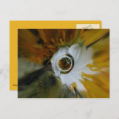 Swirbelkiefer Postkarte (Vorne/Hinten)