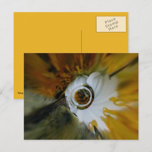 Swirbelkiefer Postkarte (Vorne/Hinten)