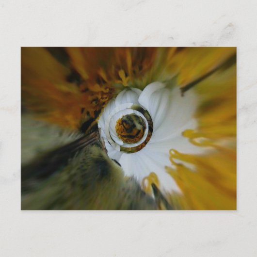 Swirbelkiefer Postkarte (Vorderseite)