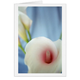 Swirl White Calla Lily Foto Mitteilungskarten